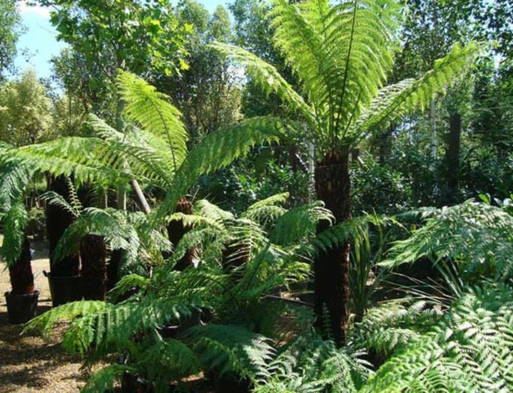 Dicksonia Antarctica Tree Fern For Sale Uk Paramount Plants