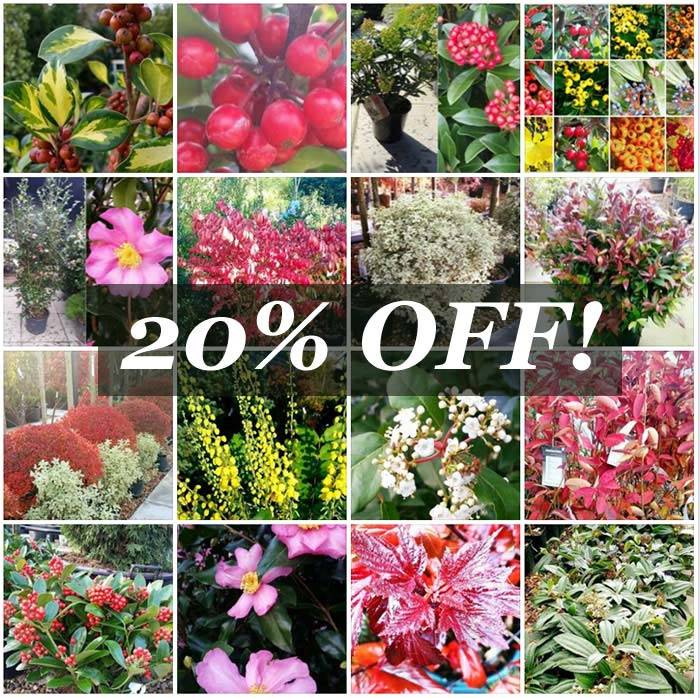 Seasonal Discount Promo Code for Plants and Shrubs