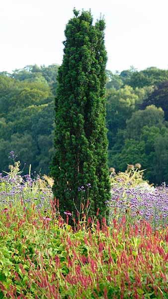 Taxus Baccata Fastigiata Robusta Irish Yew Robusta