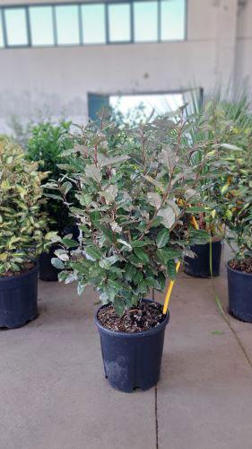 Elaeagnus Ebbingei Compacta Oleaster Compacta Hedging