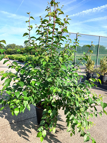 Betula Albosinensis Fascination Or Chinese Red Birch Tree