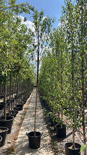 Betula Albosinensis Fascination Or Chinese Red Birch Tree