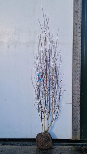 Betula Jacquemontii Multi Stem White Stemmed Birch Trees UK