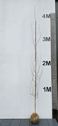 Betula Jacquemontii Himalayan Birch White Stemmed Birch Tree