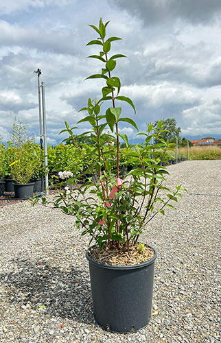 Deutzia Scabra Pride Of Rochester White Flowering Shrub