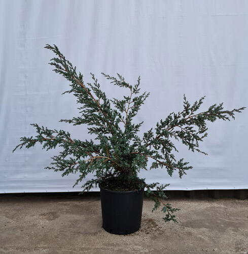 Juniperus Chinensis Blue Alps Chinese Juniper Blue Alps