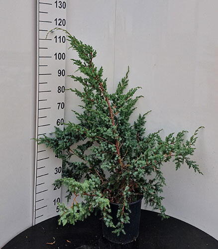 Juniperus Chinensis Blue Alps Chinese Juniper Blue Alps