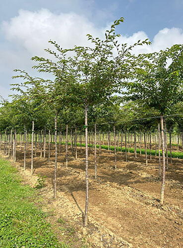 Prunus Yedoensis Or Yoshino Cherry Tree For Sale Online Uk