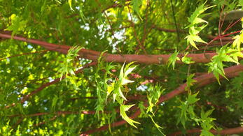 Acer palmatum Sango Kaku coral bark maple with golden yellow foliage and red stems