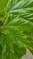 Acer Platanoides Cleveland Norway Maple has an upright habit naturally forming an oval crown of large deep green leaves