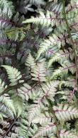 Athyrium Niponicum or the Japanese Painted Fern is available to buy from Paramount Plants