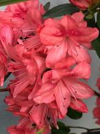 Azalea Blaauws Pink, evergreen Azalea with spectacular pink flowers in late Spring