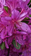 Azalea Girards Fuchsia - bushy, compact and an abundance of flowers