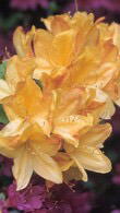 Azalea Golden Sunset - Deciduous Azalea hybrids producing masses of fragrant flowers in June