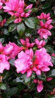 Azalea Japonica Kirin 22, Flowering Shrubs, UK