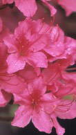 Azalea Nuccios Lucky Charm is a variety of Satsuki Azalea.