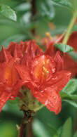 Azalea Satan - Deep red buds opening deep orange red. Late flowering – not until June.