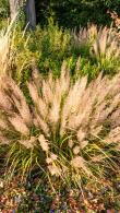 Calamagrostis Brachytricha or Korean Feather Reed Grass is a very attractive ornamental grass - part of our large grasses collection, buy UK.