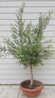 Olive tree specialists, standard olive trees, London nursery, UK, Olive Trees London. For sale throughout the UK.