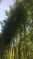 Phyllostachys Viridiglaucescens is also known as Green Glaucous Bamboo, buy online with UK delivery.