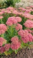 Sedum Spectabile Autumn Joy Stonecrop