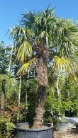 Hardy Palm Trachycarpus Fortunei or Chusan Palm, is available in several sizes from 1 meter to large palm trees of 4 metres. Paramount Plants and Gardens, Palm Tree Specialists.