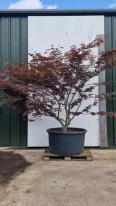 Acer Palmatum Fireglow Unique Tree For Sale UK