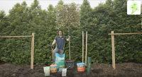 Tom at Paramount Plants tells you all you need to know about successfully planting your pleached trees. 
