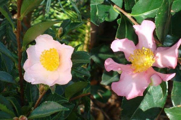 Winter Flowering Camellias To Buy Online UK