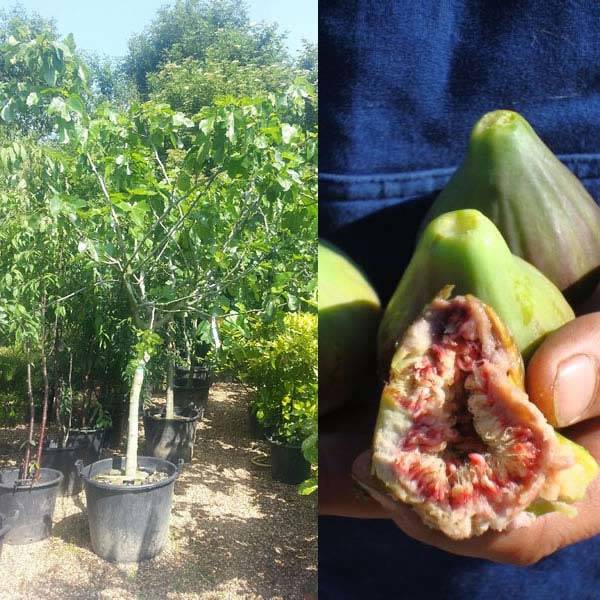 Fig Trees Sale with UK Nationwide