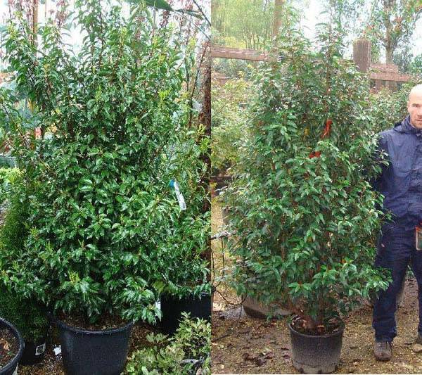 Prunus Lusitanica Hedging. Portuguese Laurel Shrubs UK