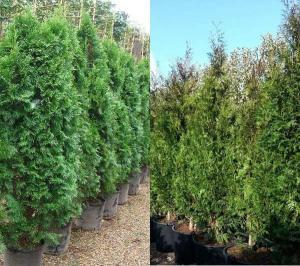 Thuya Plicata Evergreen Hedging Buy Online UK - Paramount Plants