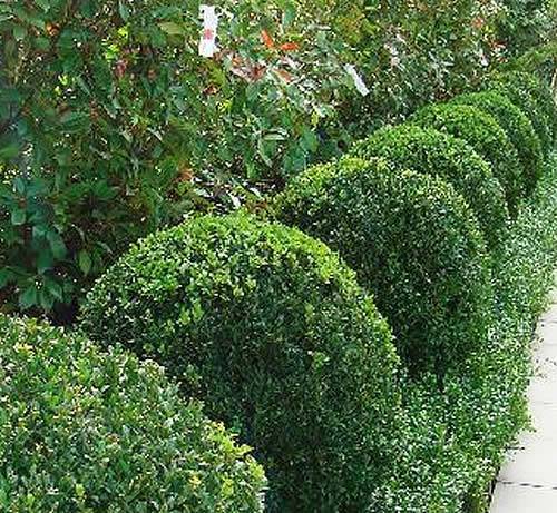 Buxus Alternatives For Topiary