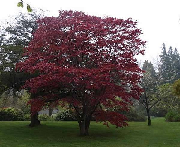 Japanese Acers are synonymous with Japanese Garden Design