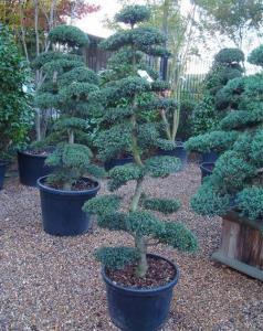 Cloud Trees For Sale Uk - Japanese Cloud Trees Online