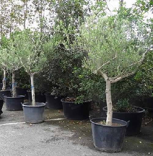 Olive Trees for Sale UK. Mature Olive Trees for Sale UK.