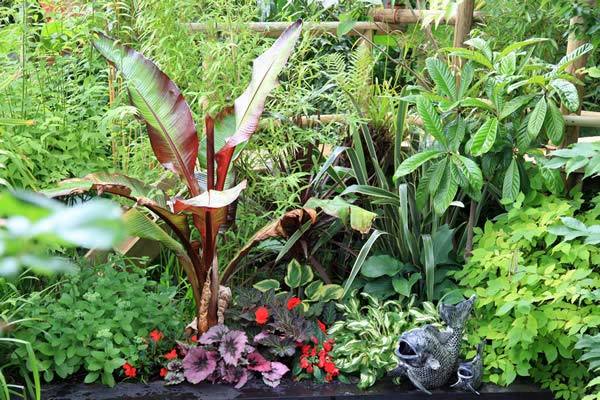 Hardy Exotic Plants To Grow In The UK - Nick Wilson's Garden