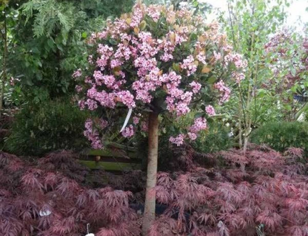 Multi-Stem Camellias in Tree Shape. Mature Camellia Plants