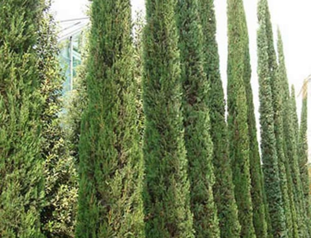 Conifers For Shade. Buy Online UK