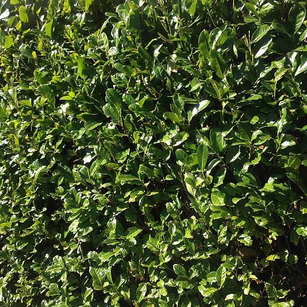 Cherry Laurel Hedging Plants. Cherry Laurel Etna Rootballed