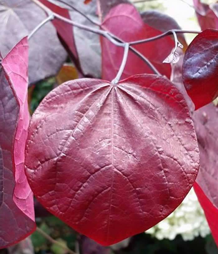 Plants With Red Leaves Shrubs With Red Foliage 