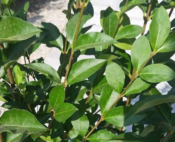 privet-hedging-privet-and-golden-privet-hedging-plants