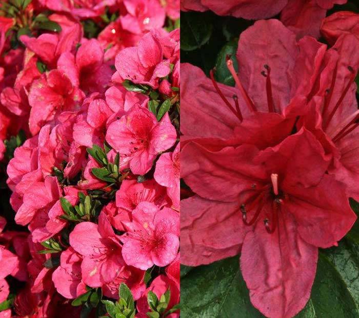 Azaleas On Sale. Azalea Specialist Nursery UK