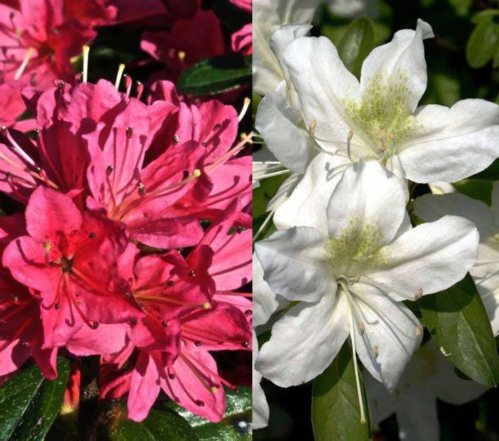 Azaleas On Sale. Azalea Specialist Nursery UK