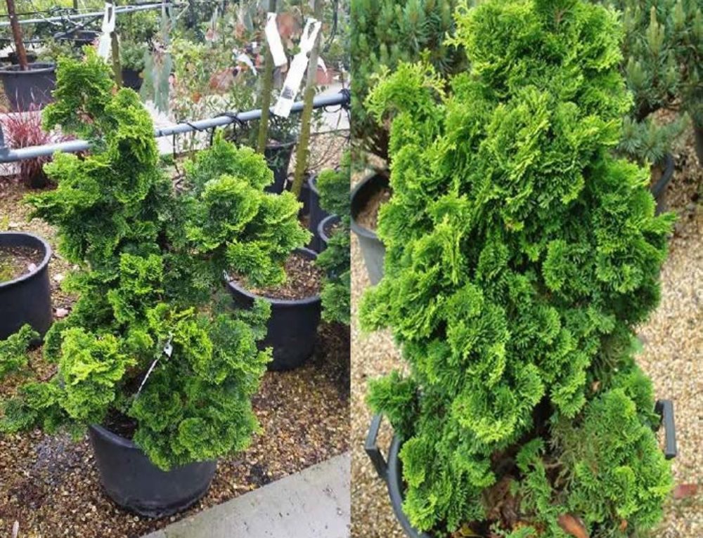 Dwarf Conifers for Landscaping - Paramount Plants UK