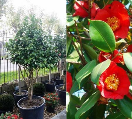 Camellia Tree Offer. Mother's Day Gifts 2017 UK