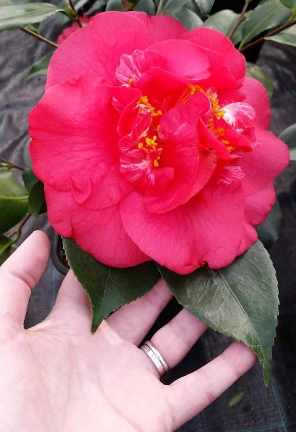 Camellia Japonica Red Varieties. Best Red Camellia Japonica