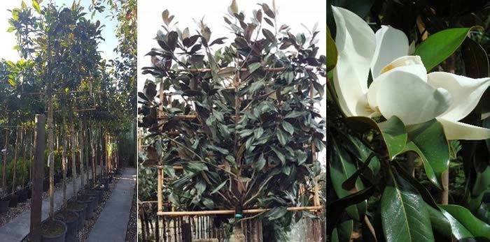 Buy Pleached Trees Online - Magnolia Grandiflora Pleached Trees