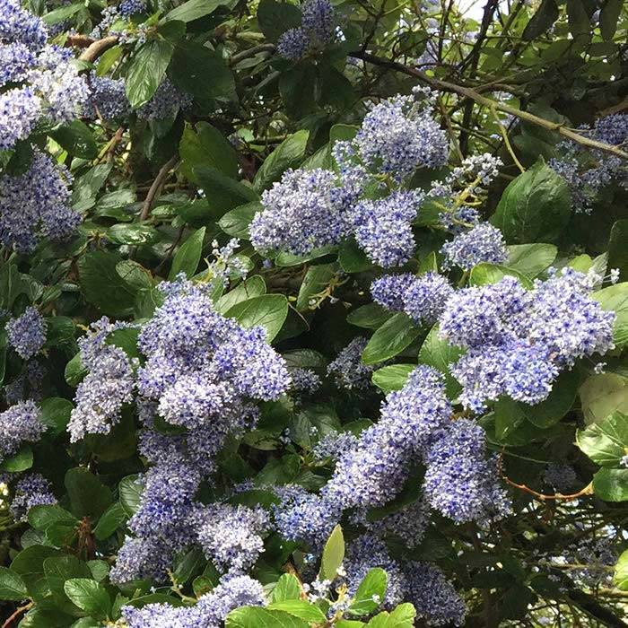 Evergreen Shrub With Blue Flowers