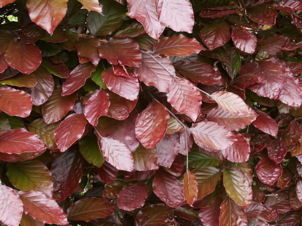 Copper beech hedging, foliage detail